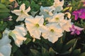 Nature photo is a petunia flower. Plant Petunia flower with blooming pink petals