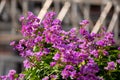 Nature photo purple queen bougainvillea shrub