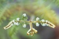 Nature photograph showing a green background with unopened fern leaves spirally closed