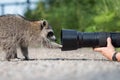 Nature Photographer`s Close Encounter With Raccoon