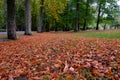 Nature photography. Alley covered with autumn leaves