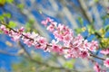 Pink cherry blossoms at their peak in bloom and beauty sunny day