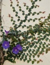 Close up of violet flowers, Morning glory flowers
