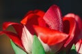 Two red Bush Lily flowers waterdrops over the petals macro photography Royalty Free Stock Photo