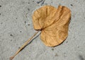 top view of dry leaf fall on sand surface