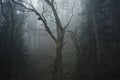 Mystic forest scene of a bare tree in a foggy morning