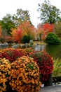 The chrysanthemum festival in the Japanese garden