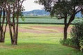 Nature photography opening view of authentic countryside landscape organic green tea leaves farm business