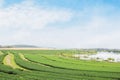 Nature photography opening view of freshness countryside landscape organic green tea leaves farm business with green grass contour