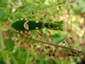 The Pattern On The Praying Mantis Body Makes It Camouflage Among The Leaves | Nature Photography Royalty Free Stock Photo