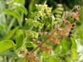 Praying Mantis Camouflaged Among the Leaves | Nature Photography