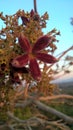 Nature photography purple flower in india