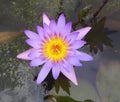 nature photography purple lotus in the water in wetland Park hongkong