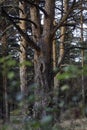 Nature photography, Revenga pine forest in the Sierra de Guadarrama National Park,