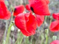 nature photography, vivid red poppies stand out against a blurry green backdrop, creating a vibrant and lively scene