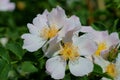 Photos of wild flowers and insects