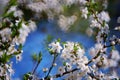 Spring wild flowers. Blooming beautiful flowers. Photo for postcard.