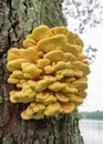 Nature picture with Laetiporus sulphureus - species of bracket fungus fungi that grow on trees, sulfur shelf or chicken mushroom Royalty Free Stock Photo