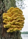 Nature picture with Laetiporus sulphureus - species of bracket fungus fungi that grow on trees, sulfur shelf or chicken mushroom Royalty Free Stock Photo