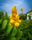 Nature beauty flowers and ant Royalty Free Stock Photo