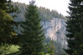 Nature pine forest landscape in Carpathins mountains Royalty Free Stock Photo