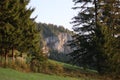 Nature pine forest landscape in Carpathins mountains Royalty Free Stock Photo