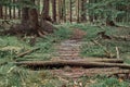 Nature pine forest with trail wooden road. Scandinavian forest in evening light. Nordic tree forest background. Travel concept.