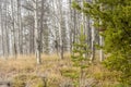 In nature a pine tree against a grove of Aspen trees