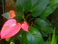 Nature pink flower of srilanka Royalty Free Stock Photo