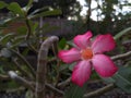 Pink frangipani flower Royalty Free Stock Photo