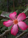 Pink frangipani flower Royalty Free Stock Photo