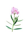 Nature pink nerium oleander flower with green leaf and stalk isolated on white background , clipping path Royalty Free Stock Photo