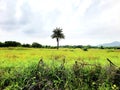 NATURE PLAM TREE RICE PADDEL CLOUD Royalty Free Stock Photo