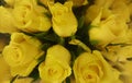 Flowers nature bloomig yellows rose beautiful Royalty Free Stock Photo