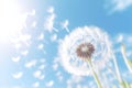 Nature plant flower spring sky dandelion Royalty Free Stock Photo