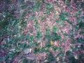 Nature and plant.Green grass on the dry soil,top view Royalty Free Stock Photo