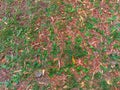 Nature and plant.Green grass on the dry soil,top view Royalty Free Stock Photo