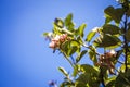 Small flower tree top blue sky Royalty Free Stock Photo