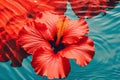 Nature plant red tropical water petal hibiscus flower summer beauty Royalty Free Stock Photo