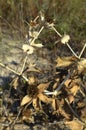 Nature, plant, tree, leaf, macro, forest, brown, dry, flower, leaves, green, closeup, grass, autumn, texture, spider, wood, pine, Royalty Free Stock Photo