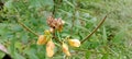 the bushy fruit and flower of the wild plant Senna occidentalis