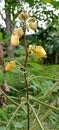 the bushy fruit of the wild plant Senna occidentalis yellow flower