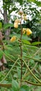 the bushy fruit of the wild plant Senna occidentalis yellow flower far