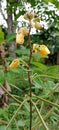 the bushy fruit of the wild plant Senna occidentalis yellow flower portrait