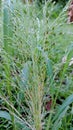 Switchgrass Blackwell Panicum virgatum A small, abundantly flowering weed