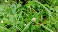 weed plant Kyllinga bulbosa with white flowers jukut pendul top side view