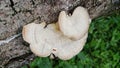 The white Trametes pubescens fungus grows on dead tree trunks