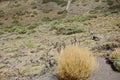 Nature and plants in the desert, bush, mountains, Canary, Tenerife