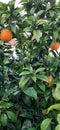 Nature plants Orange tree oranges tree