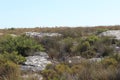 Nature, plants, shrubs, vegetation, rocks on top of Table Mountain National Park, cape town south africa travel Royalty Free Stock Photo